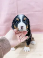 Pam, a female Bernese Mountain Dog for sale in Lake Lillian, MN – Photo 1 of 6