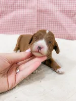 Rebecca, a female Cavapoo for sale in Lake Lillian, MN – Photo 2 of 4