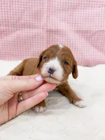 Rebecca, a female Cavapoo for sale in Lake Lillian, MN – Photo 1 of 4