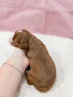 Rebecca, a female Cavapoo for sale in Lake Lillian, MN – Photo 3 of 4