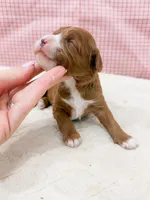 Rebecca, a female Cavapoo for sale in Lake Lillian, MN – Photo 4 of 4