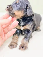 Aladdin , a male Bernedoodle for sale in Lake Lillian, MN – 3 of 3
