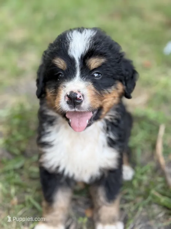 Bass – Bernese Mountain Dog puppy for sale in Lake Lillian, MN