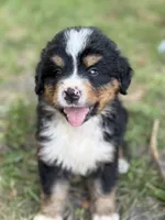 Bass, a male Bernese Mountain Dog for sale in Lake Lillian, MN – 1 of 4
