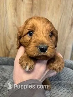 Rocky – Cavapoo puppy for sale in Lake Lillian, MN
