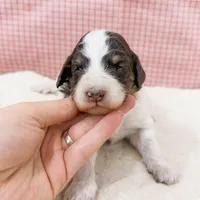 Letty AKC, a female Poodle - Miniature  for sale in Lake Lillian, MN – Photo 7 of 8