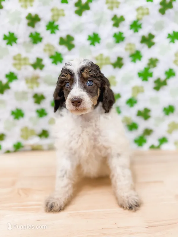Letty AKC – Poodle - Miniature  puppy for sale in Lake Lillian, MN