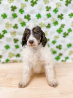 Letty AKC, a female Poodle - Miniature  for sale in Lake Lillian, MN – Photo 2 of 8