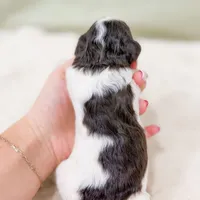 Letty AKC, a female Poodle - Miniature  for sale in Lake Lillian, MN – Photo 6 of 8