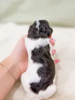 Letty AKC, a female Poodle - Miniature  for sale in Lake Lillian, MN – Photo 3 of 4