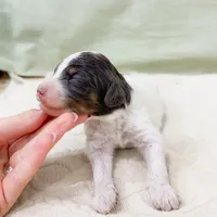 Letty AKC, a female Poodle - Miniature  for sale in Lake Lillian, MN – Photo 8 of 8