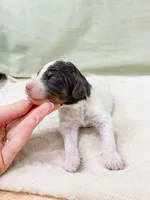 Letty AKC, a female Poodle - Miniature  for sale in Lake Lillian, MN – Photo 4 of 4