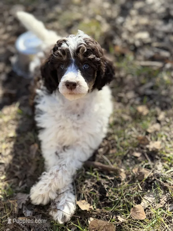 Letty AKC – Poodle - Miniature  puppy for sale in Lake Lillian, MN
