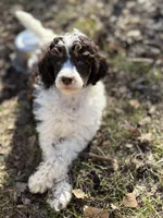 Letty AKC, a female Poodle - Miniature  for sale in Lake Lillian, MN – Photo 1 of 8