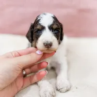 Letty AKC, a female Poodle - Miniature  for sale in Lake Lillian, MN – Photo 4 of 8