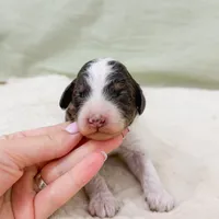 Letty AKC, a female Poodle - Miniature  for sale in Lake Lillian, MN – Photo 5 of 8