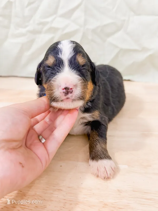 Bass – Bernese Mountain Dog puppy for sale in Lake Lillian, MN