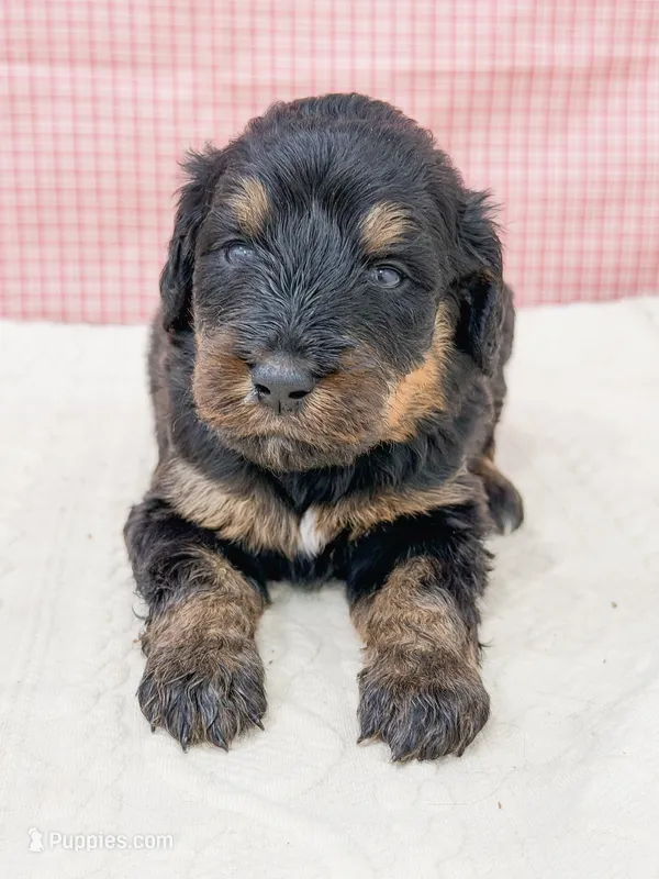 Ariel  – Bernedoodle puppy for sale in Lake Lillian, MN