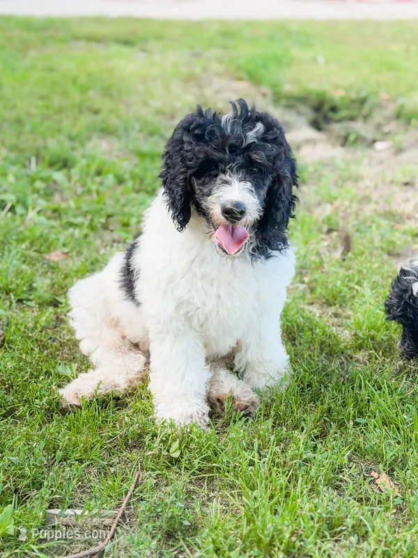 Fred – Poodle - Miniature  puppy for sale in Lake Lillian, MN