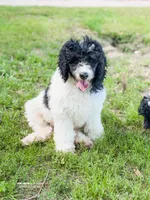 Fred, a male Poodle - Miniature  for sale in Lake Lillian, MN – 1 of 1