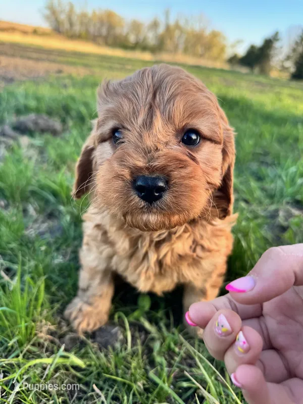 Spruce – Cavapoo puppy for sale in Lake Lillian, MN