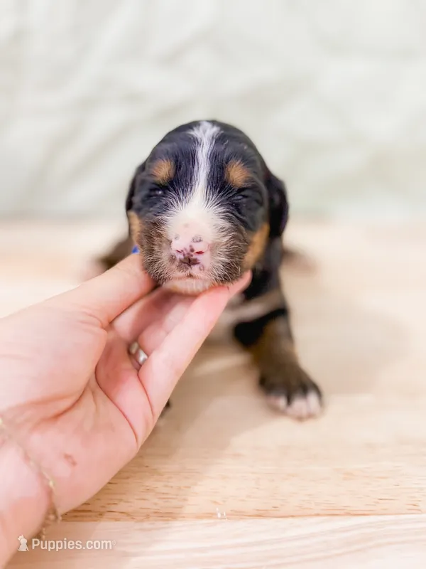Northern  – Bernese Mountain Dog puppy for sale in Lake Lillian, MN