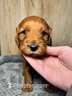 Oak – Cavapoo puppy for sale in Lake Lillian, MN