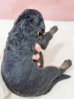 Cinderella , a female Bernedoodle for sale in Lake Lillian, MN – 2 of 3