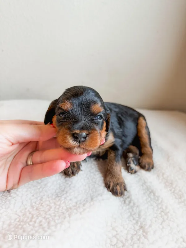 Daisy  – Cavapoo puppy for sale in Lake Lillian, MN