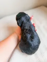 Daisy , a female Cavapoo for sale in Lake Lillian, MN – Photo 2 of 3