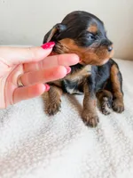 Daisy , a female Cavapoo for sale in Lake Lillian, MN – Photo 3 of 3
