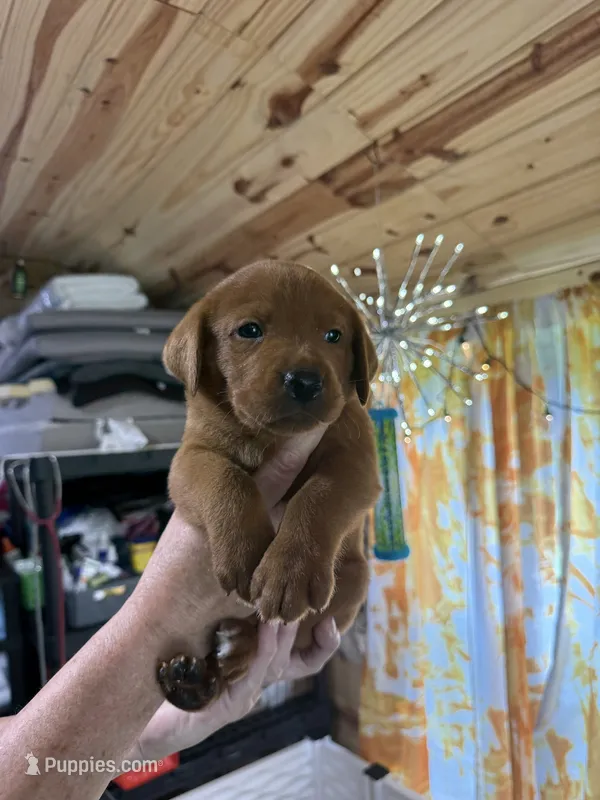 Red collar – Labrador Retriever puppy for sale in DeRidder, LA
