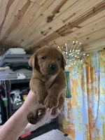 Red collar, a male Labrador Retriever for sale in DeRidder, LA – 1 of 1