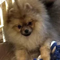 TEDDY, a male Pomeranian for sale in Santa Rosa, CA – Photo 2 of 3