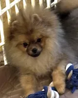 TEDDY, a male Pomeranian for sale in Santa Rosa, CA – Photo 2 of 3