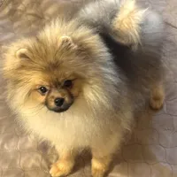 TEDDY, a male Pomeranian for sale in Santa Rosa, CA – Photo 1 of 3