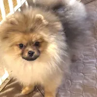 TEDDY, a male Pomeranian for sale in Santa Rosa, CA – Photo 3 of 3