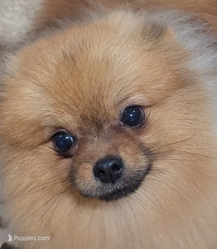 Corky – Pomeranian puppy for sale in Santa Rosa, CA