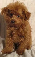 Yoda, a male Poodle - Toy  for sale in Santa Rosa, CA – 2 of 2