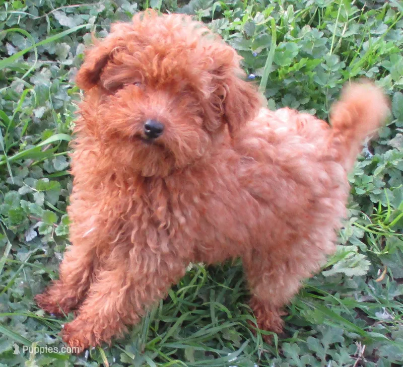 Yoda – Poodle - Toy  puppy for sale in Santa Rosa, CA