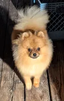 Corky, a male Pomeranian for sale in Santa Rosa, CA – 2 of 2