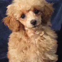 Princess Leia, a female Poodle - Toy  for sale in Santa Rosa, CA – Photo 1 of 6