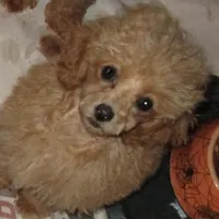 Princess Leia, a female Poodle - Toy  for sale in Santa Rosa, CA – Photo 3 of 6