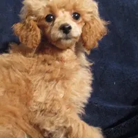 Princess Leia, a female Poodle - Toy  for sale in Santa Rosa, CA – Photo 2 of 6