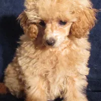 Princess Leia, a female Poodle - Toy  for sale in Santa Rosa, CA – Photo 5 of 6