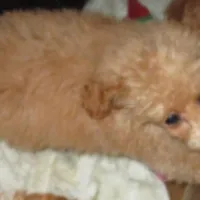 Princess Leia, a female Poodle - Toy  for sale in Santa Rosa, CA – Photo 6 of 6