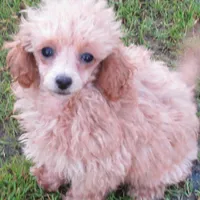 Princess Leia, a female Poodle - Toy  for sale in Santa Rosa, CA – Photo 4 of 6
