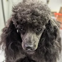 Xanadu, a female Poodle - Toy  for sale in Santa Rosa, CA – Photo 1 of 2