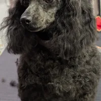 Xanadu, a female Poodle - Toy  for sale in Santa Rosa, CA – Photo 2 of 2