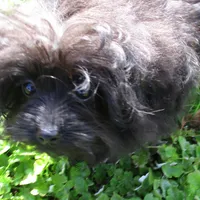 Bella, a female Pomeranian and Poodle - Toy  for sale in Santa Rosa, CA – Photo 4 of 5